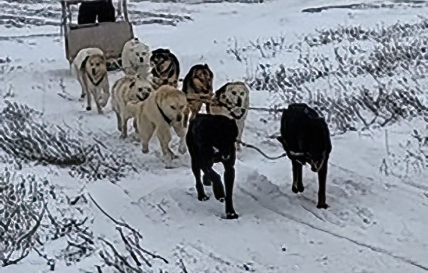 COMBINED DOG SLED AND SNOWMOBILE TOUR