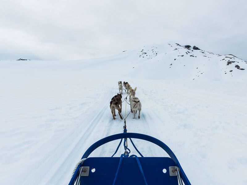 Amazing husky guided tour of the Northwest Territories
